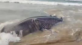 Updated: Massive Whale caught by fishermen in southern India, released