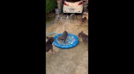 Pet dogs cool off in paddling pool sprinkler