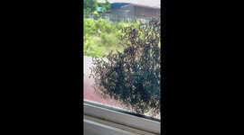 Resident terrified by thousands of bees clinging to window