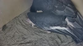 Zoo celebrates as 250th endangered condor chick hatches in California