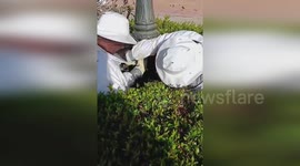 Firefighters remove bee hives in Valencia, Spain