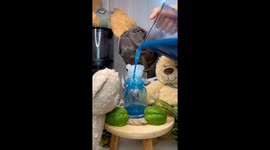 French Bulldog makes delicious juice with the help of his owner, very cute