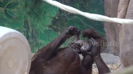 Oregon Zoo's youngest orangutan turns 2, adorable footage shows youngster