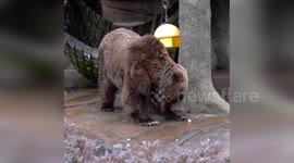 Bear Hesitates to Take the Plunge in Milwaukee, WI, USA