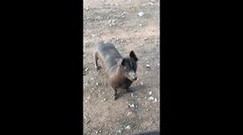Hairless Dog Looks Like Animated Spirit Guide