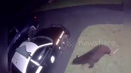 Hungry bear caught breaking into police patrol car in Florida