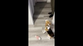 Beagle puppy sneaks closer to food bowl during training session