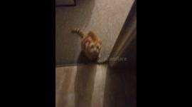 Feisty Feline Tries to Trap Pet Sitter in the Bathroom