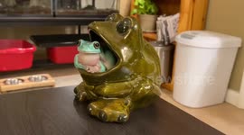The Most Fabulous Frogs Caught on Camera