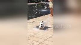 French Bulldogs are the Best