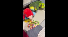 Parrot Plays With Talking Toy