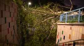 Tree falls down into a subway in South Woodford