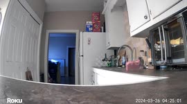 Mouse Steals Kitchen Sponge
