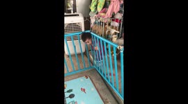 Toddler cries for help with his head stuck in playpen