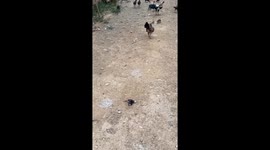 Bird plays dead after fight with adult chicken