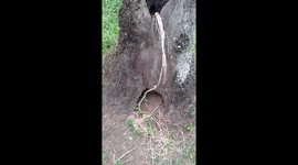 Coconut tree has a hole but it remains alive and healthy