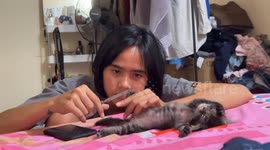 Woman carefully trims kitten's fur