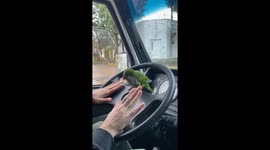 Feathered passenger: parrot perches on wheel in San Jorge, Argentina