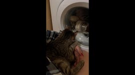 Curious cat Tolik: laundry day fascination