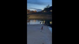 Daring French Bulldog takes a dive after ducks