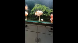 Goldfish uses chopstick to battle bladder disease