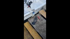 Aussie films bird's struggle after it catches large fish and tries to swallow it