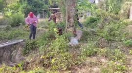 Buffalo stuck in well overnight rescued in Thailand