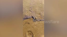 Thousands of shrimps wash up on beach in Thailand