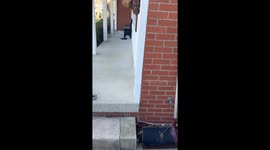 Protective Mourning Dove scares the living daylights out of woman after she gets close to her babies