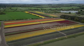 Tulips out in bloom as hot weather returns to the UK