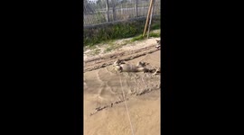 Golden Retriever Slips Into Mud Bath