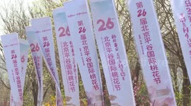 Beijing celebrates vibrant cultural festivals, showcasing beauty of peach blossoms, tulips