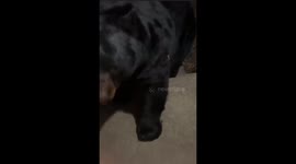 Black Bear Steals Woman's Vacuum Cleaner