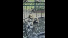 Wild monkey vandalises car aerial