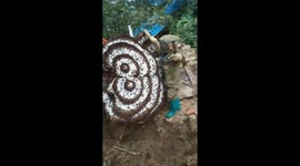 The giant hornet nest is 2 meters in size and weighs 40kg