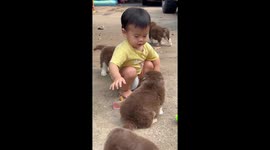 Toddler plays with Alaskan Malamute puppies
