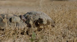 Critically Endangered Desert Tortoises Thrive in Reintroduction Effort in California, USA