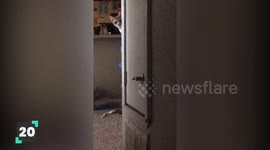 Clumsy Animals