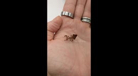 Little Baby Leaf Insect Shows of Its Dance Moves