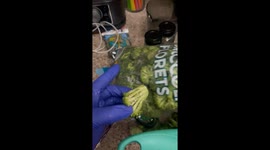 Woman Finds Bugs in Bag of Broccoli