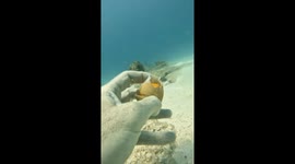 Egg-splosive discovery: Diver cracks open chicken egg underwater
