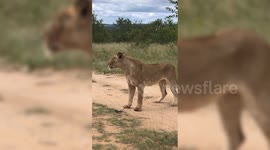 Animals Stealing Camera