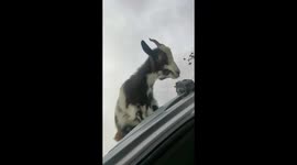 Billie the goat's wild ride: A furry hitchhiker's quest for adventure