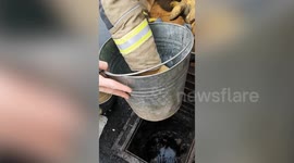 Heartwarming Duckling Rescues