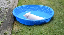 Perfect Pig Moments