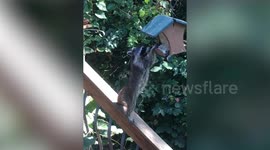 Raccoons Getting into Trouble