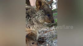 Australian Animals