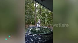 Gymnastic Pets