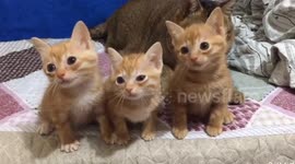 Cutest Kitten Siblings