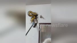 Scary Snakes